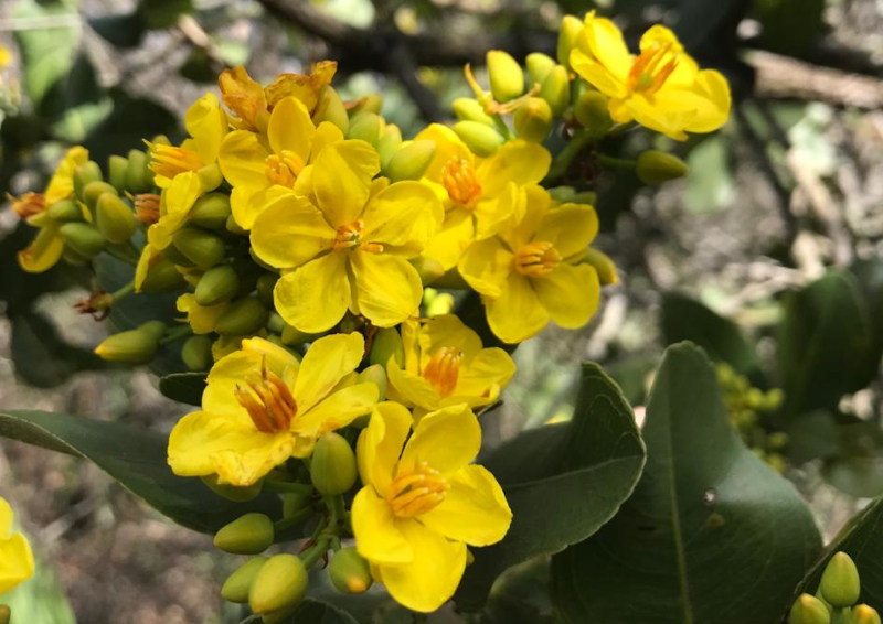 Mudanças Climáticas Reduzem Período de Floração no Cerrado