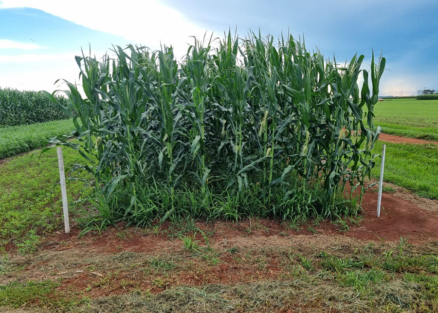 Gramíneas tropicais aumentam produtividade da soja em 15%, diz estudo nacional