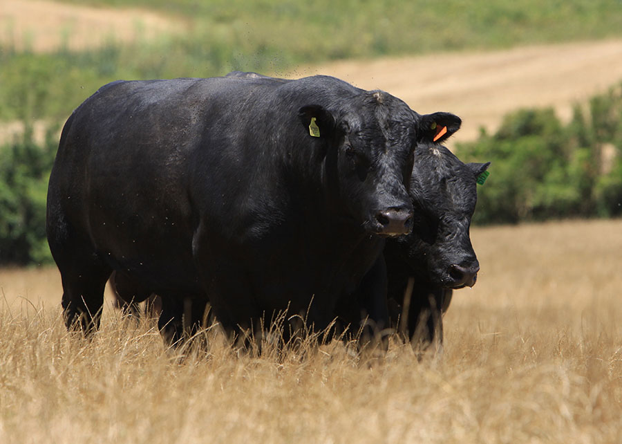 Brasil lança selo Beef on Dairy para carne premium Angus e leiteiras