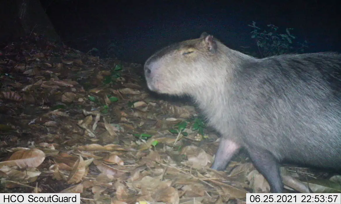Seis homens são presos por agressão a capivara na Ilha do Governador