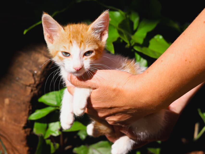 Feira de Adoção de Pets em Campo Grande: Mais de 50 Animais à Espera de um Lar
