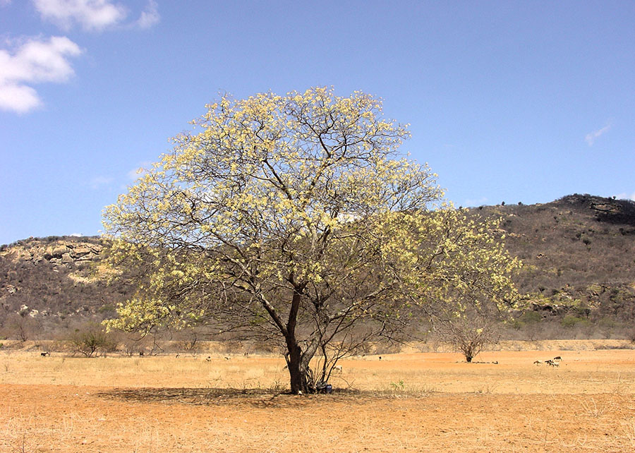 Uso de águas salobras impulsiona mudas resistentes na Caatinga