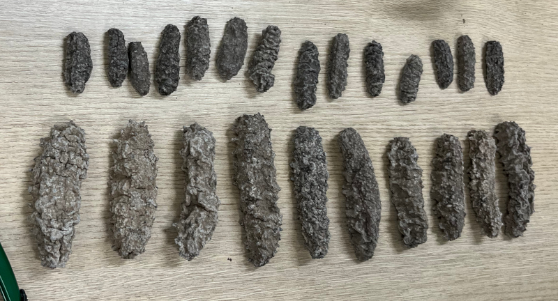 Genética Forense Revela Tráfico Internacional de Vida Marinha no Brasil