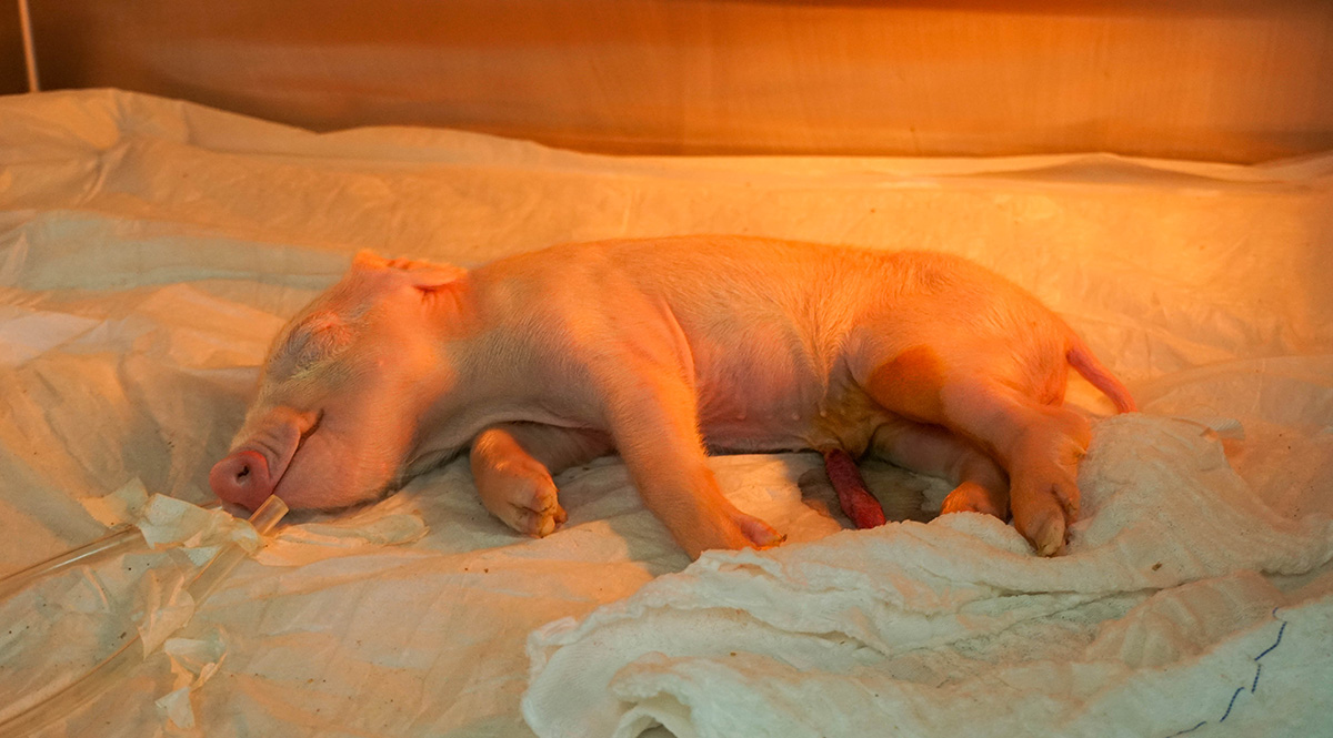 Brasil cria primeiro porco clonado da América Latina para transplantar órgãos no SUS