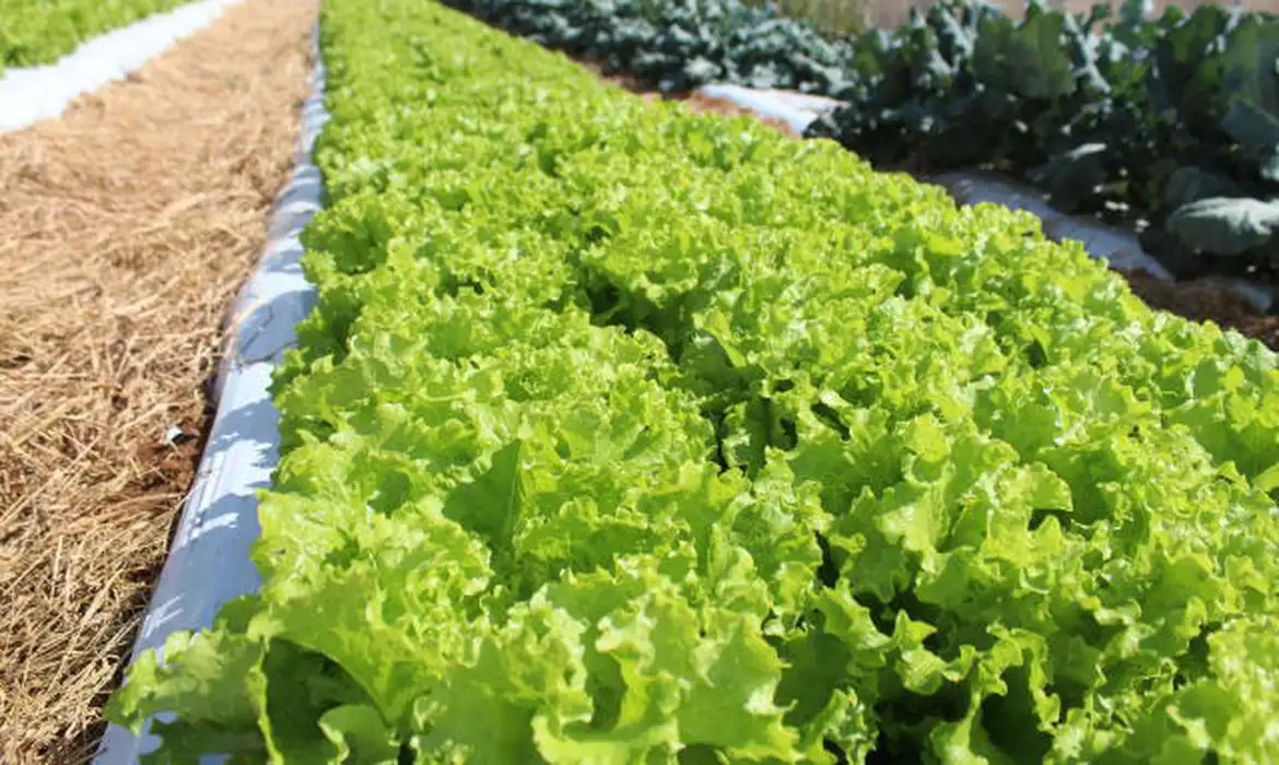 Embrapa inaugura Unidade de Pesquisa para impulsionar agro em MT