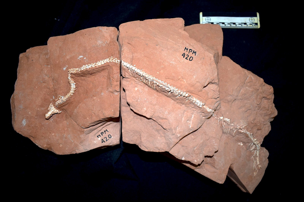 Fóssil de cobra descoberta em São Paulo revela novas origens das serpentes