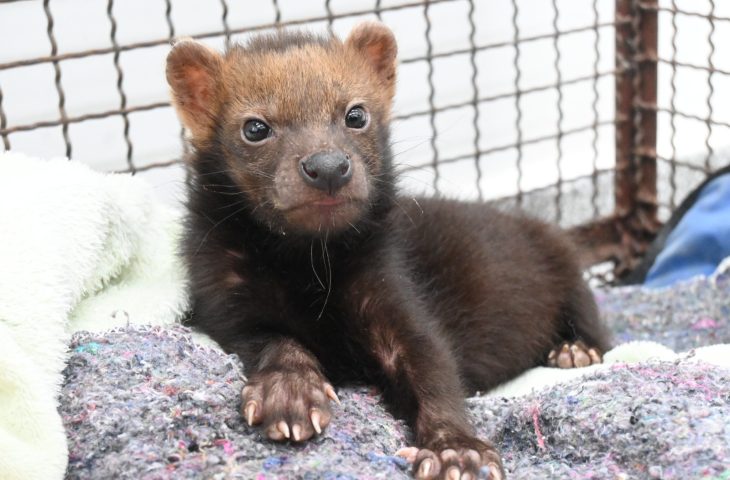 Filhote de cachorro-vinagre recebe cuidados em MS e marca conservação da espécie