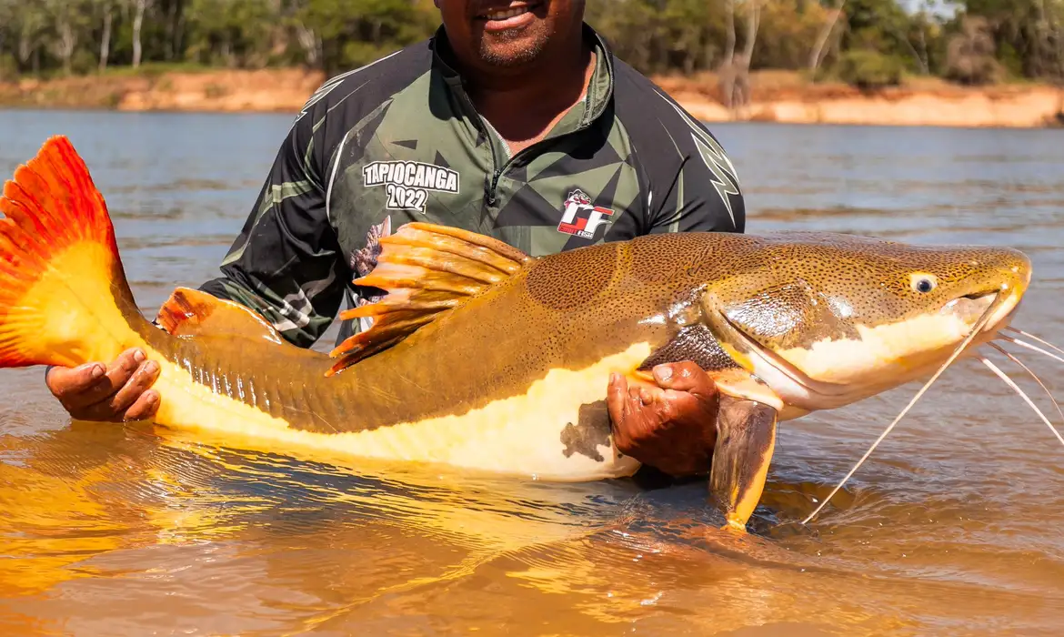 COP15 fortalece proteção de bagres e ariranhas na Amazônia