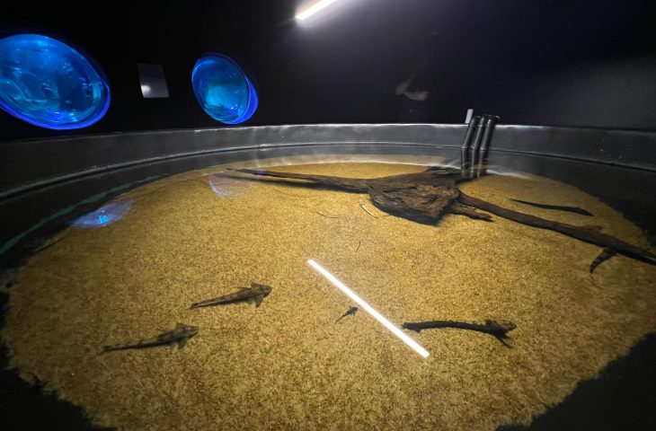 Bioparque Pantanal resgata peixes afetados pela decoada e avança em pesquisas científicas