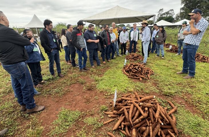 Dia de Campo em Campo Grande apresentou tecnologias e cultivares de mandioca