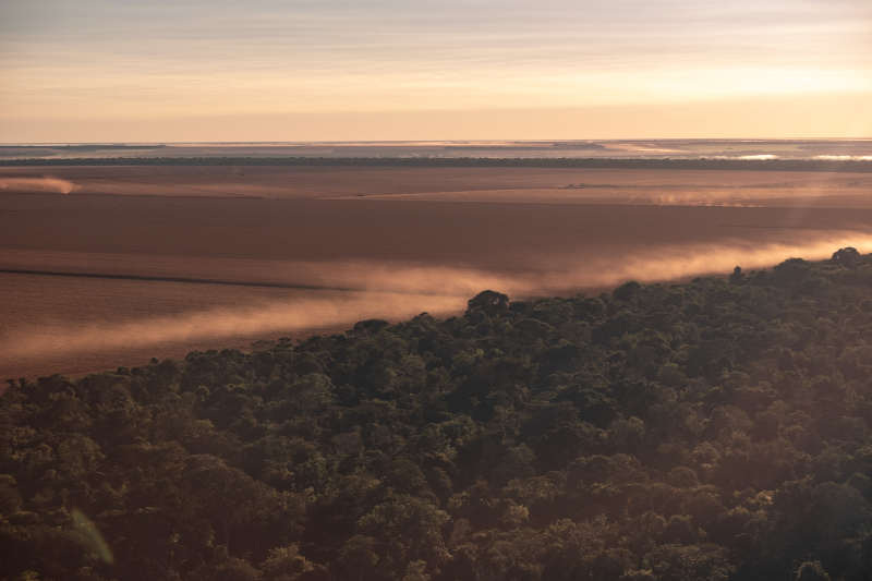Incêndios e secas reduzem diversidade da vegetação na Amazônia, revela estudo