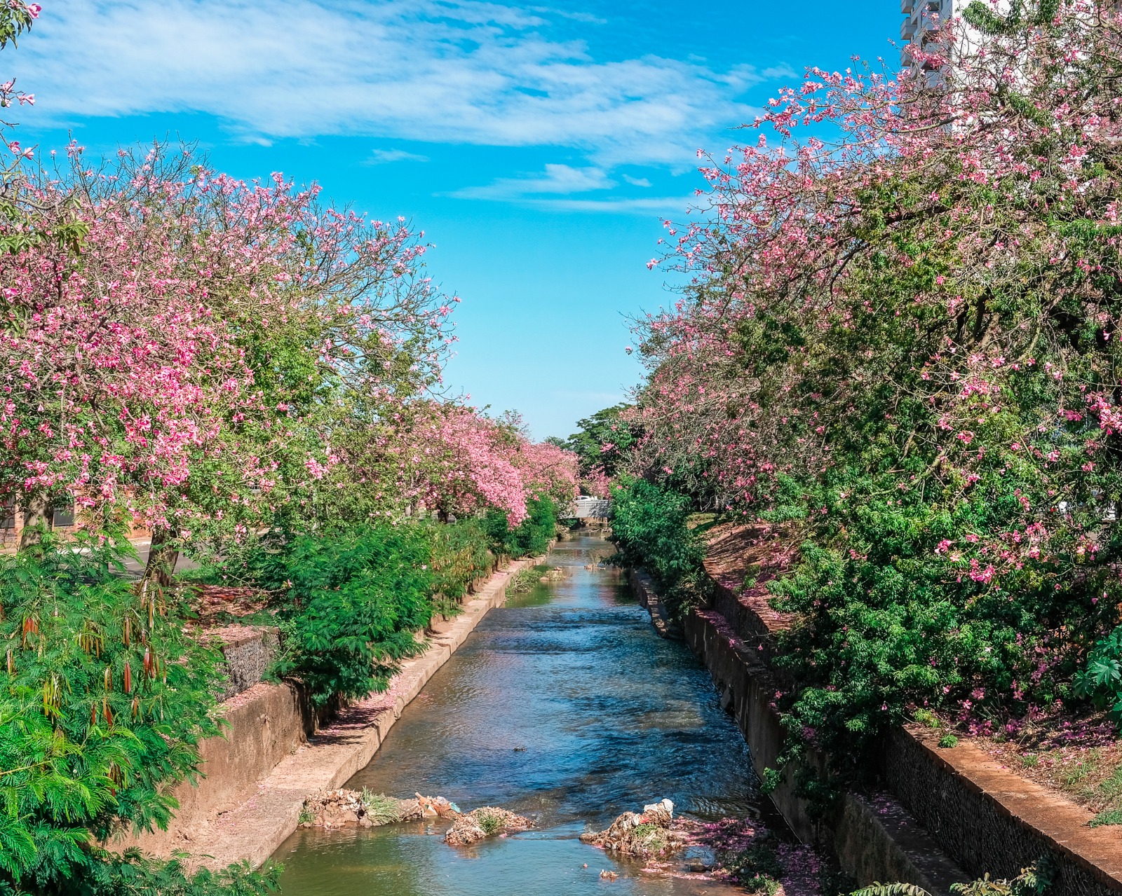 Campo Grande se destaca como referência em sustentabilidade no Dia do Meio Ambiente