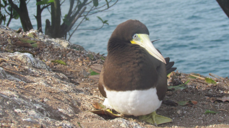 Aves marinhas no Brasil ainda apresentam contaminação por poluentes persistentes
