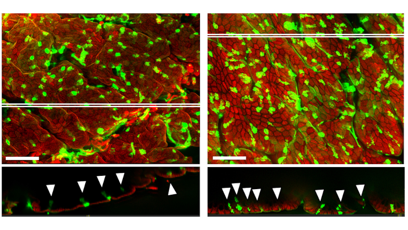 Estudo revela como perda de microbiota afeta proteção intestinal