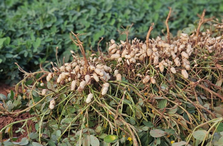 Ribas do Rio Pardo expande setor florestal e diversifica produção agrícola