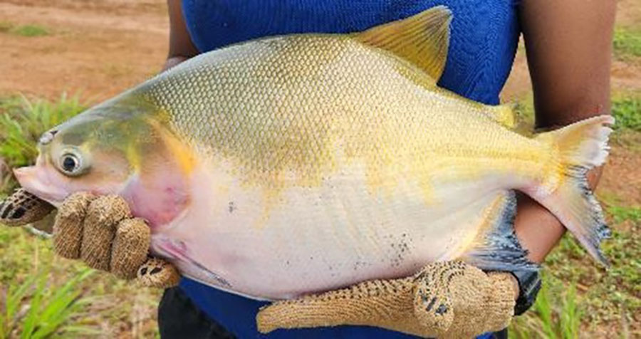 Cultivo integrado de tambaqui e curimba é mais sustentável na Amazônia
