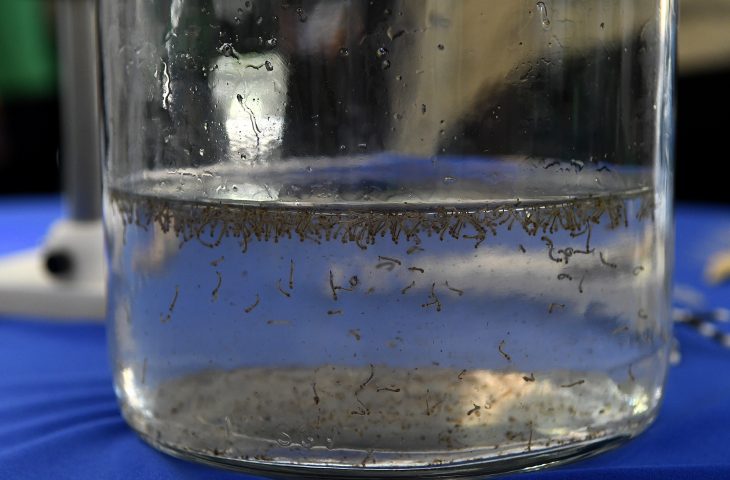 Mato Grosso do Sul confirma 14 casos de dengue em 2026