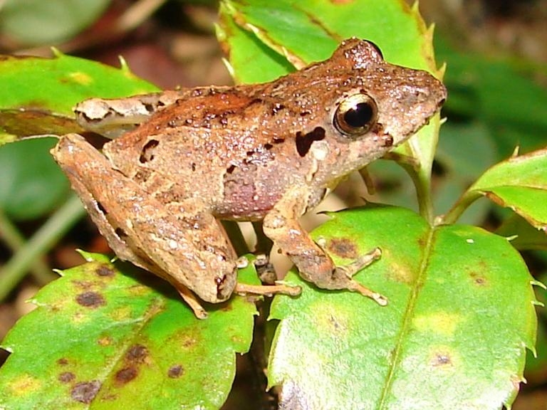 Estudo revela como a conexão entre florestas e rios protege anfíbios de fungos letais