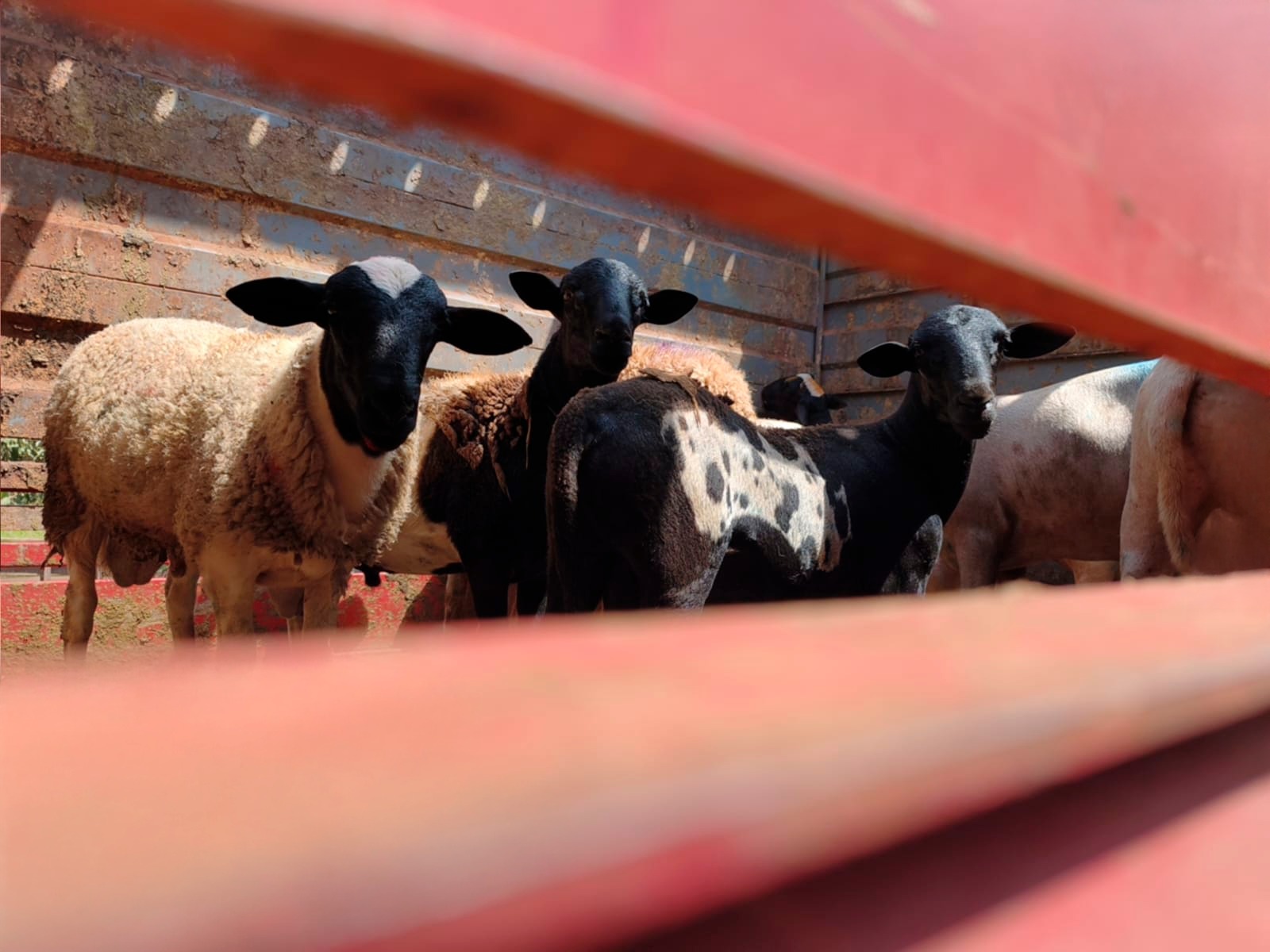 Campo Grande inicia novo ciclo com primeiro embarque de ovinos da agricultura familiar