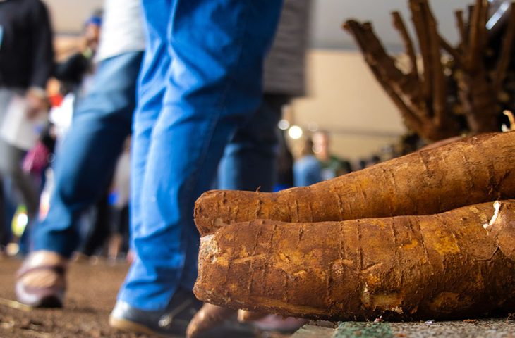 Mandioca: Pilar da Agricultura Familiar Ganha Destaque na Tecnofam 2026