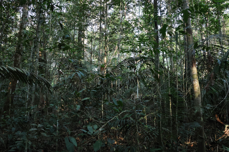 Florestas Primárias da Amazônia: Guardiãs da Biodiversidade Apesar dos Impactos