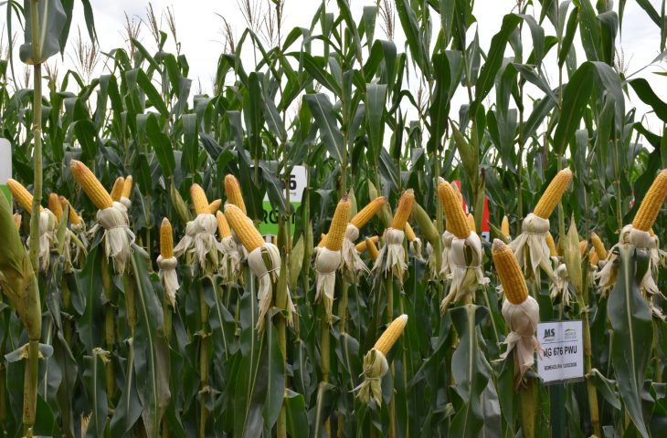 Irrigação no MS: Estratégia para Aumentar Produtividade do Milho