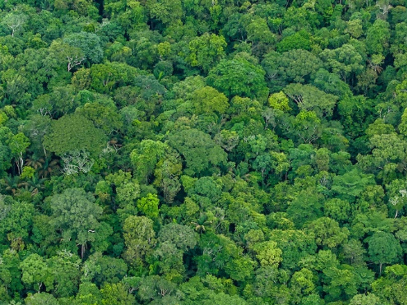 Manejo florestal sustentável promove recuperação e captura de carbono