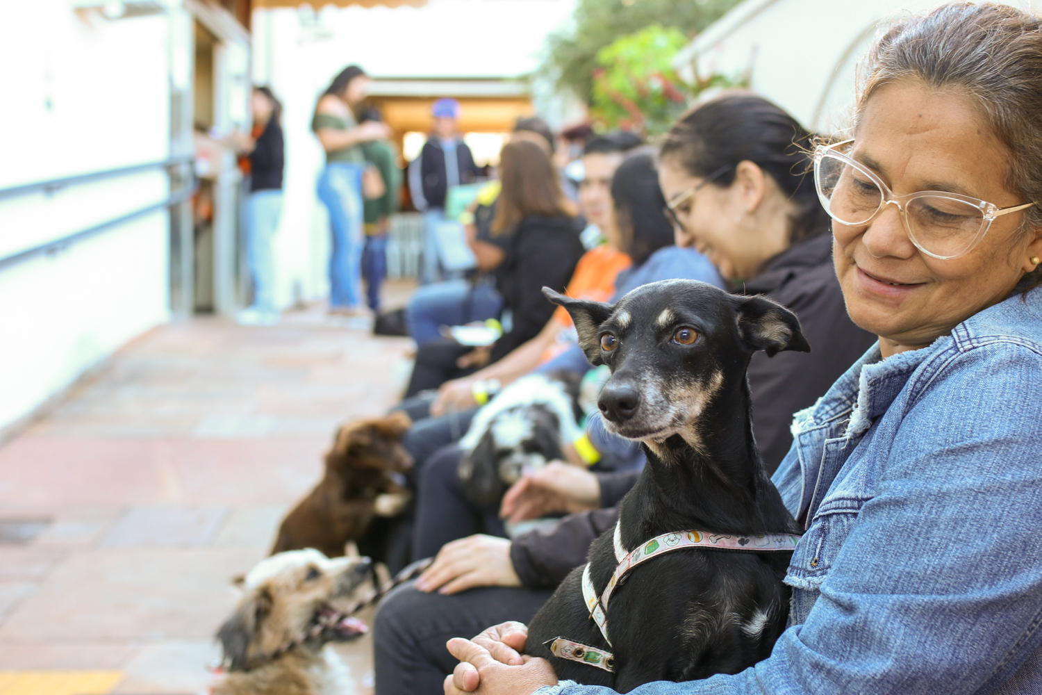 Subea Leva Consultório Móvel a Vila Nhanhá com Atendimento Veterinário Gratuito