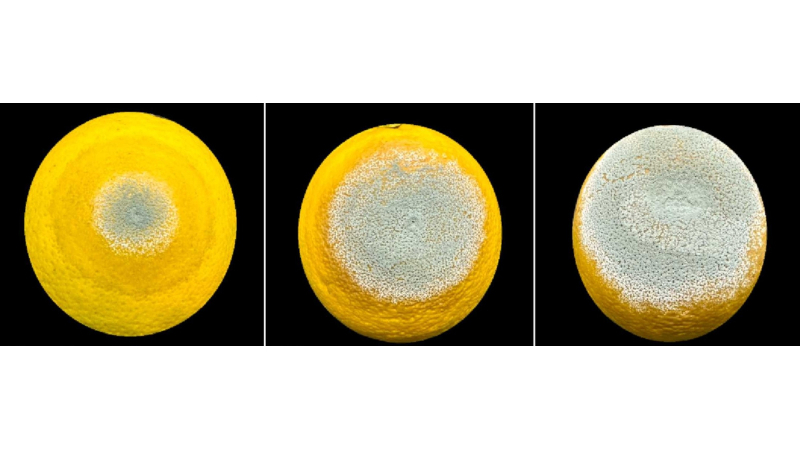 Estudo revela estratégias do mofo azul que prejudica frutas cítricas no Brasil