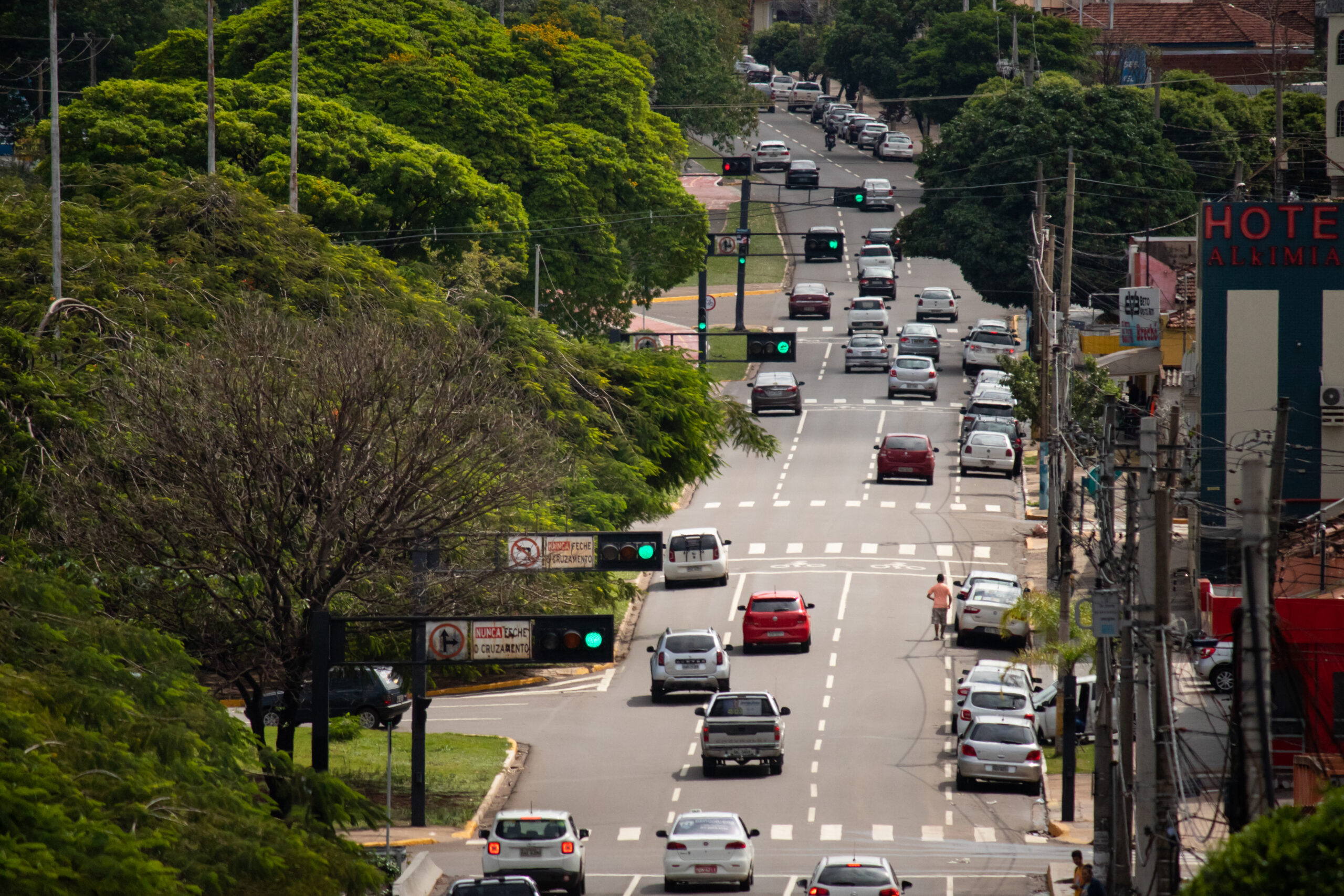 Campo Grande Celebra o Dia da Árvore com Destaque na Arborização Urbana