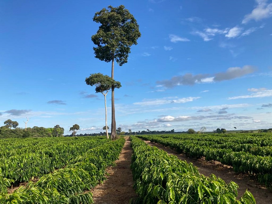 Zoneamentos da Embrapa impulsionam agricultura sustentável no Brasil