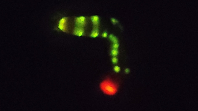Bioluminescência vermelha da larva-trenzinho inspira avanço na biomedicina