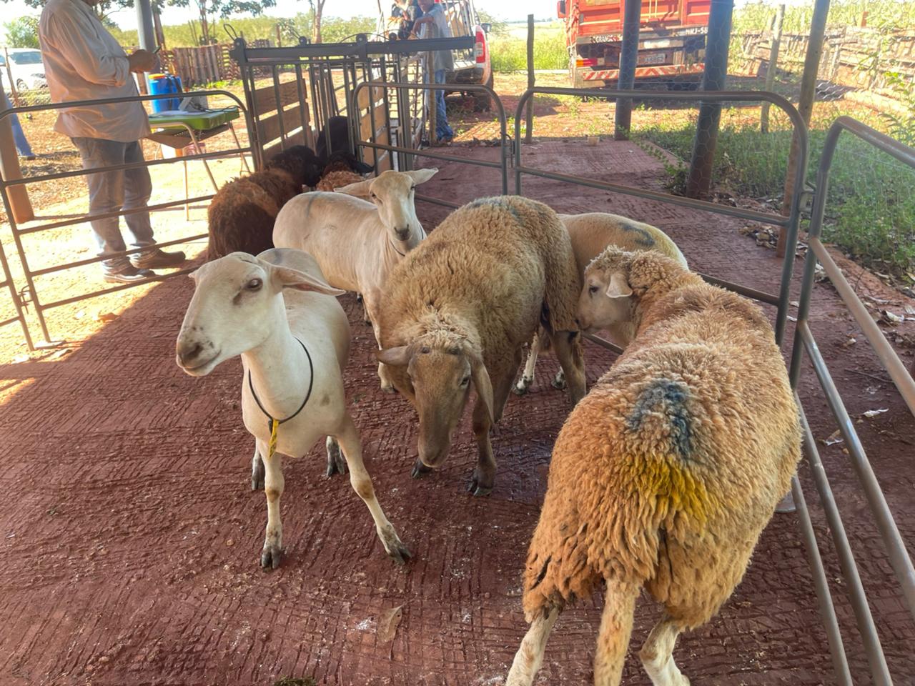 Crescimento da Ovinocultura em Campo Grande Impulsiona Renda no Campo
