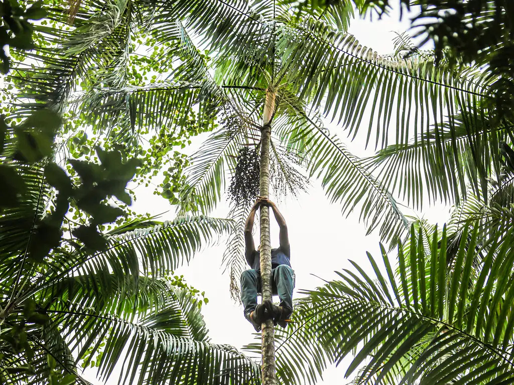 FAPESP apoia inovação sustentável com programa NexBio Amazônia