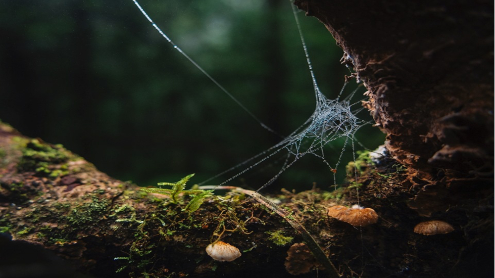 Efeitos das Tempestades na Arquitetura das Teias de Aranha nos Andes