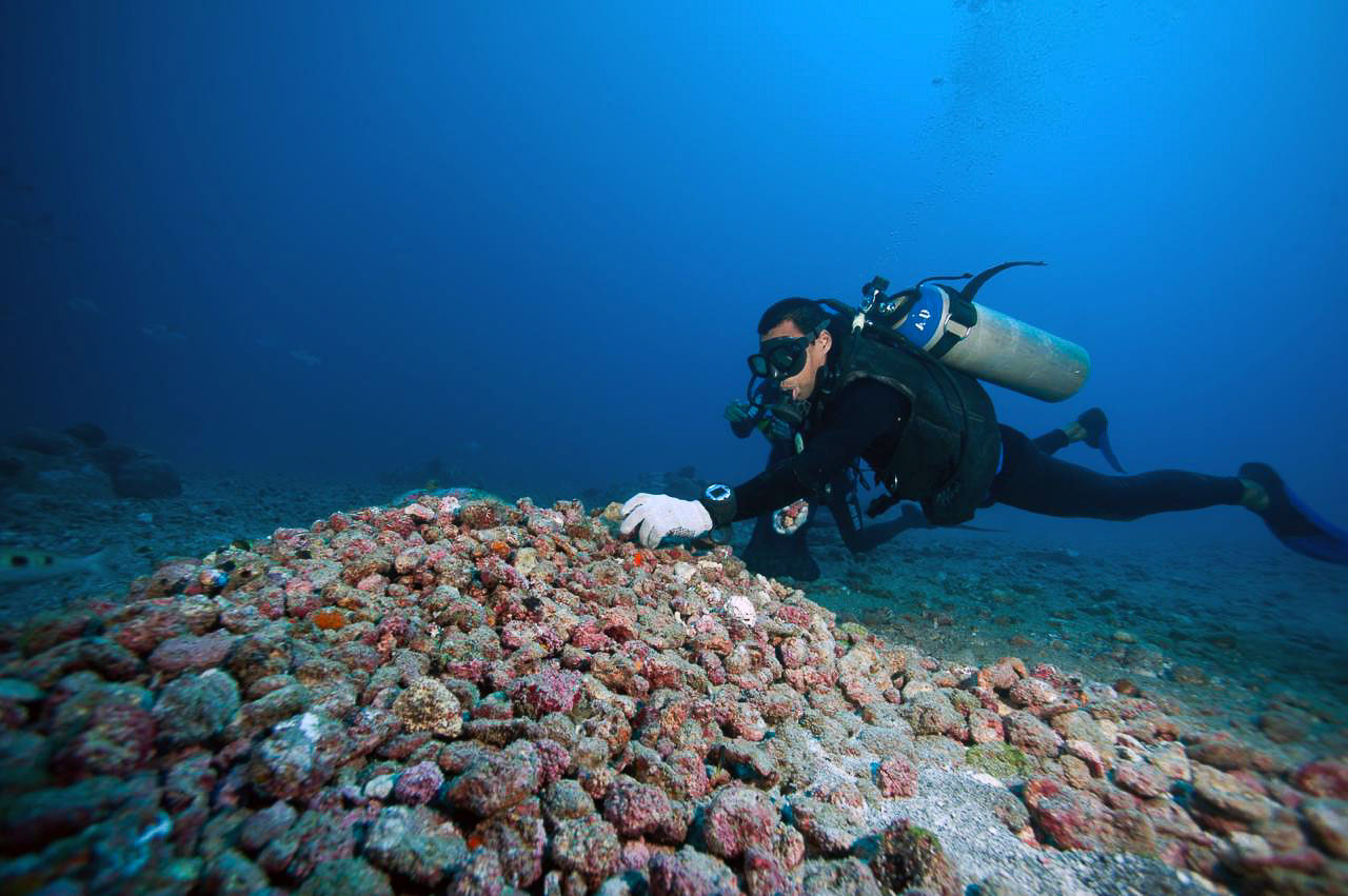 Bancos de Rodolitos no Brasil: Ecossistemas Marinhos com 1% da Biodiversidade Global