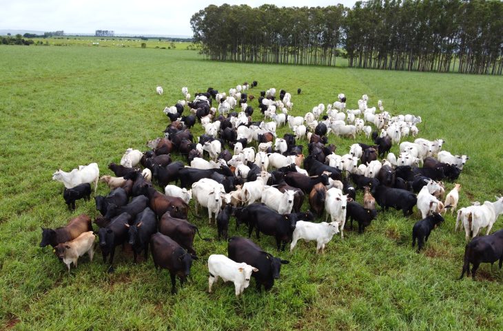 Prazo para Cadastro de Rebanhos em MS se Encerrará em 1º de Junho