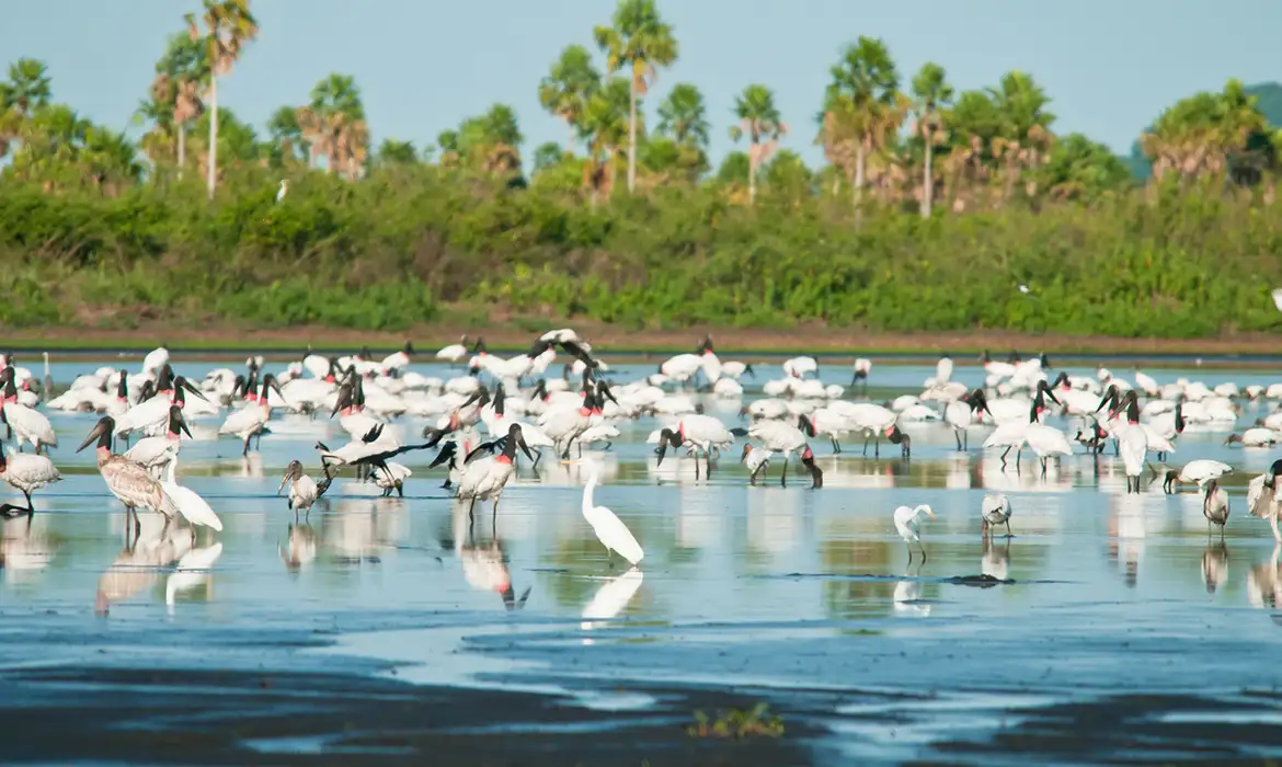 Brasil amplia áreas protegidas no Pantanal e cria reserva no Cerrado