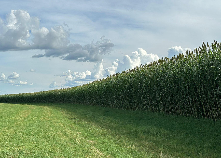Embrapa e Latina Seeds lançam sorgo forrageiro gigante BRS 662