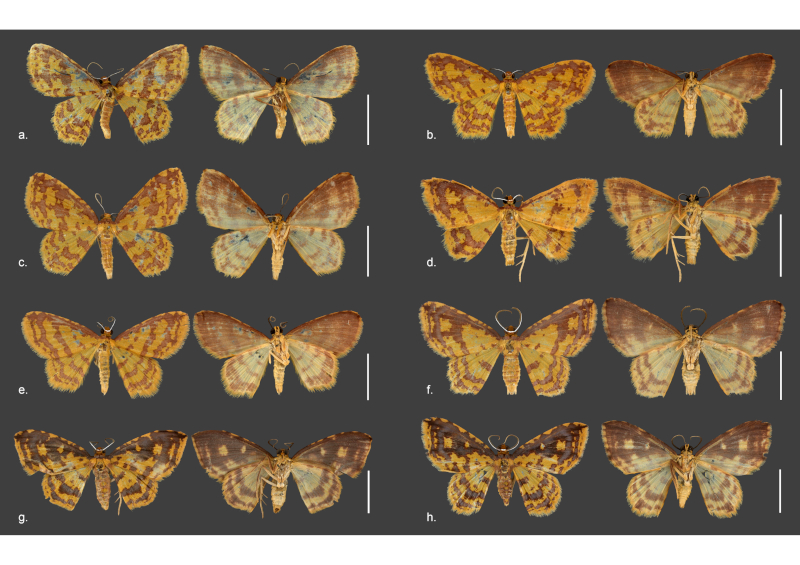 Oito novas espécies de mariposas homenageiam orixás no Brasil