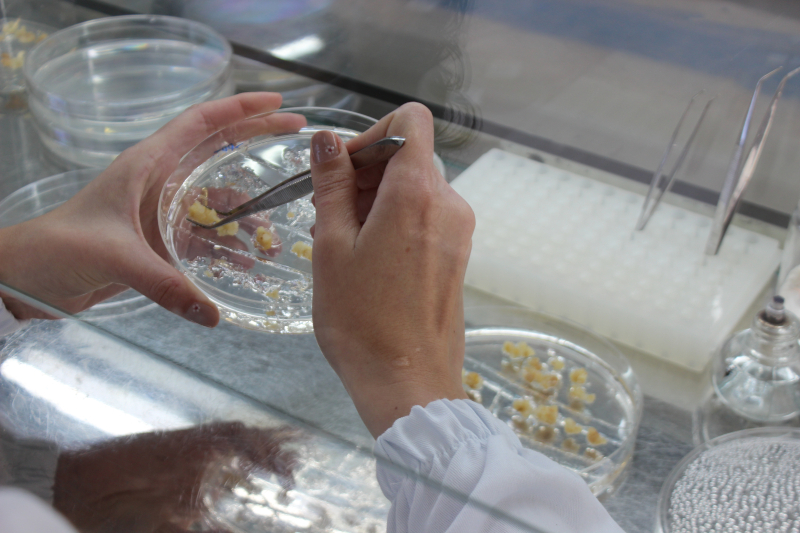 Avanço na engenharia genética acelera criação de milho resistente à seca