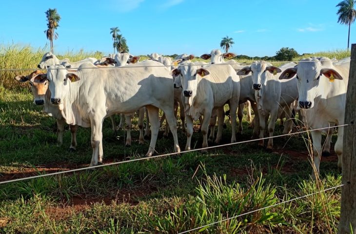Leilão de 45 Bovinos do Governo de MS Acontecerá na Pantanal Tech 2026