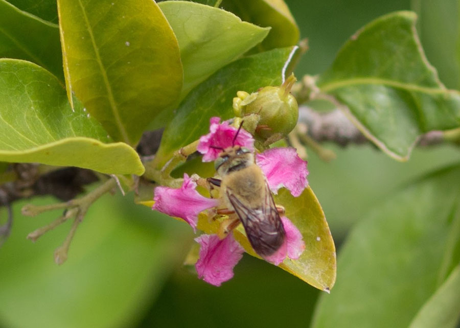 Abelhas nativas aumentam produção de acerola no Vale do São Francisco