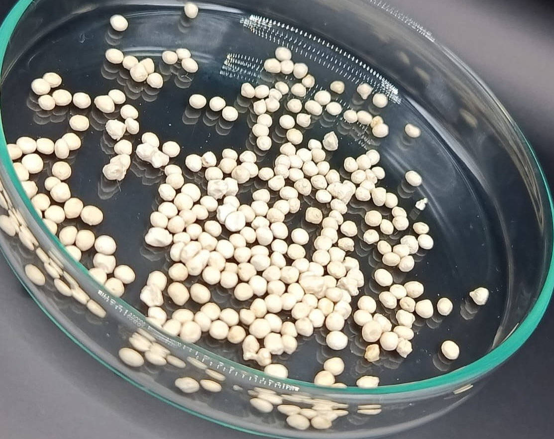 Nova cápsula de celulose aumenta eficácia de fungo bioinseticida