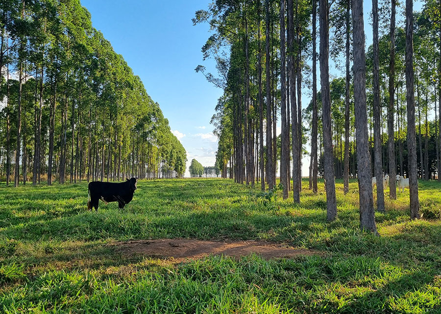 Estudo revela déficit de carbono no solo após uso agrícola no Brasil