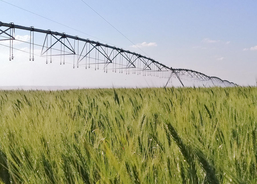 Irrigação estratégica do trigo reduz gases e aumenta produtividade