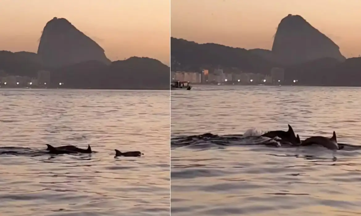Golfinhos encantam banhistas no Rio e indicam boas condições de praia